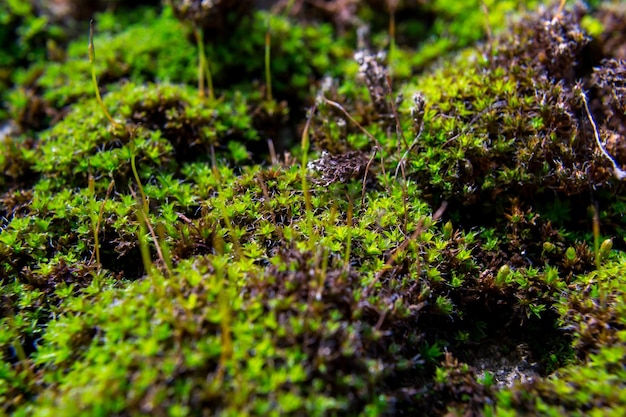 Photo libre d'un patch de mousse verte faible profondeur de champ