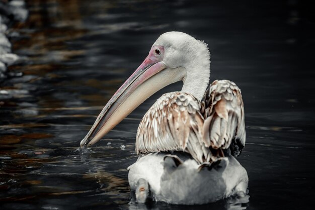 Libre de Pelecaniformes nageant dans une eau