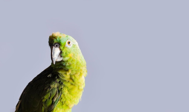 Libre d'un perroquet à plumes vertes Un Psittacoidea vert sur fond blanc Libre d'un œil de perroquet vert avec espace de copie