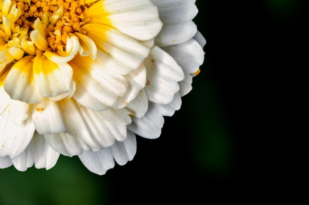 Libre de pétales de fleurs blanches