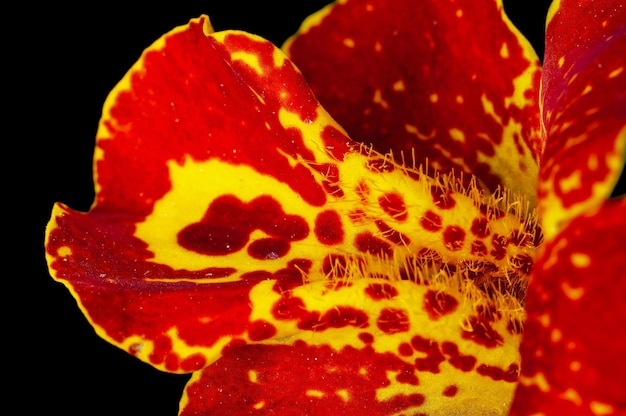 Libre de pétales de fleurs rouges et jaunes