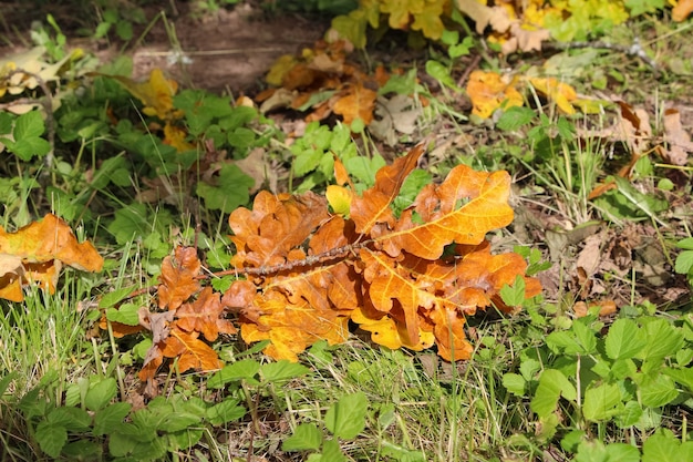 Libre d'une petite branche de vieux chêne avec des feuilles brunes dans l'herbe