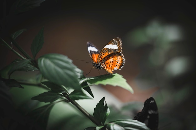 Libre d'une petite écaille sur une feuille