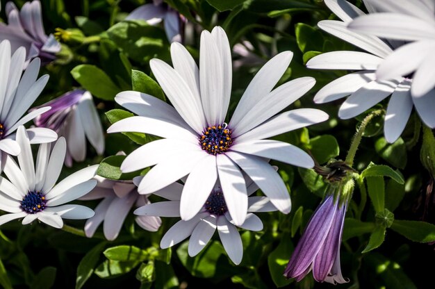 Libre de petite fleur blanche