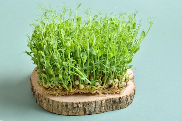 Libre d'un pois microgreen sur un substrat en bois sur fond vert