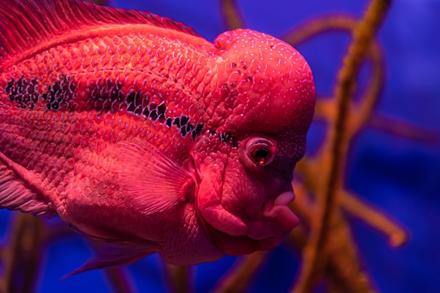 Libre de poissons exotiques dans l'aquarium