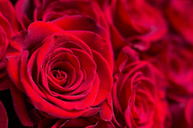 Libre de quelques roses rouges de couleur intense Sant Jordi et Valentine39s Day