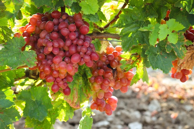 Libre De Raisins Roses Dans Un Vignoble Avec La Lumière Du Soleil Winery Et Croissance De La Vigne Cadre D'arrière-plan Growin