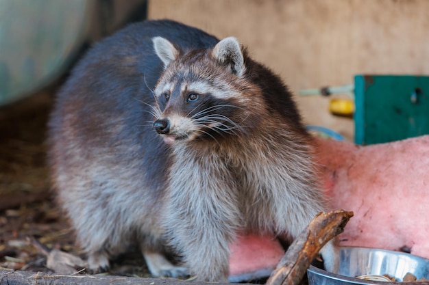 Libre d'un raton laveur dans une écoferme