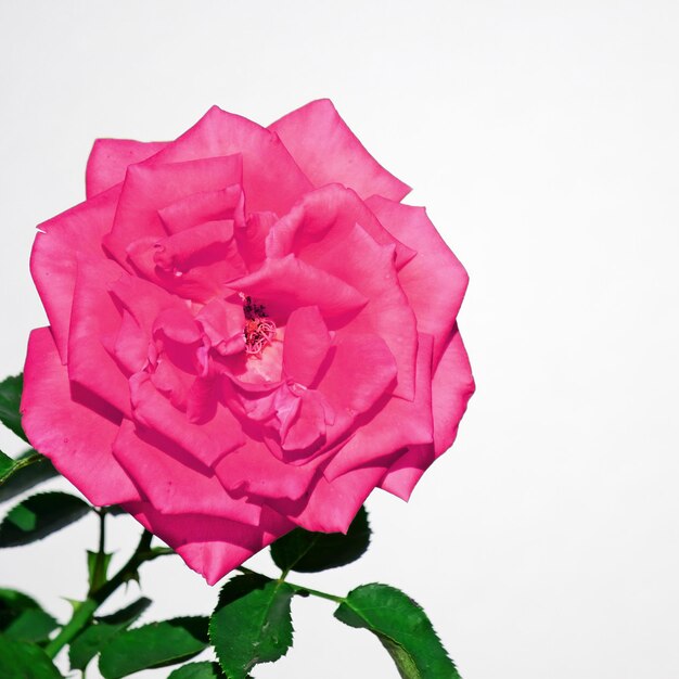 Libre d'une rose fuchsia sur fond blanc