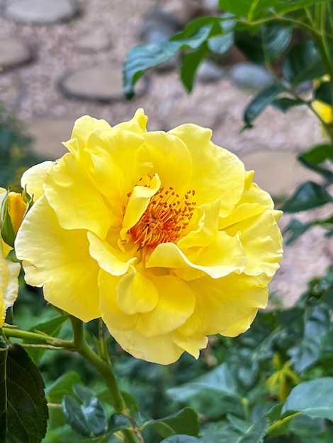 Libre de rose jaune dans un jardin d'été