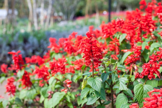 Libre Salvia rouge Salvia splendens