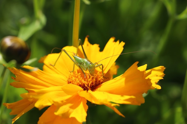 Libre d'une sauterelle sur une fleur jaune