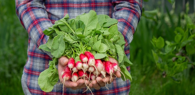 Libre d'un tas de radis fraîchement cueillis entre les mains d'un agriculteur