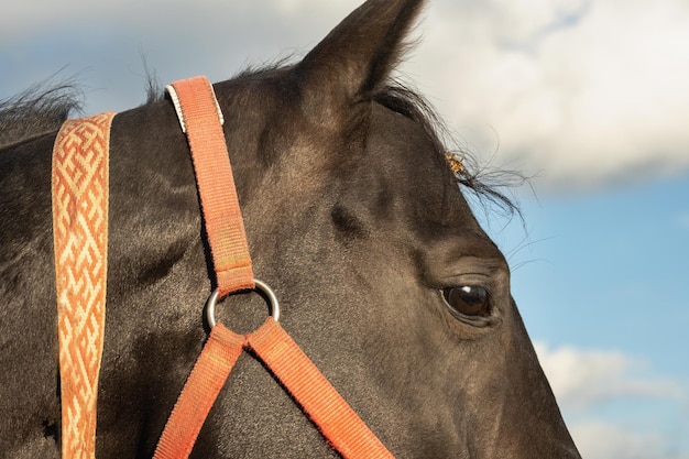 Libre de la tête d'un cheval bai avec une bride