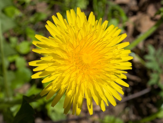 Libre de tête jaune pissenlit unique