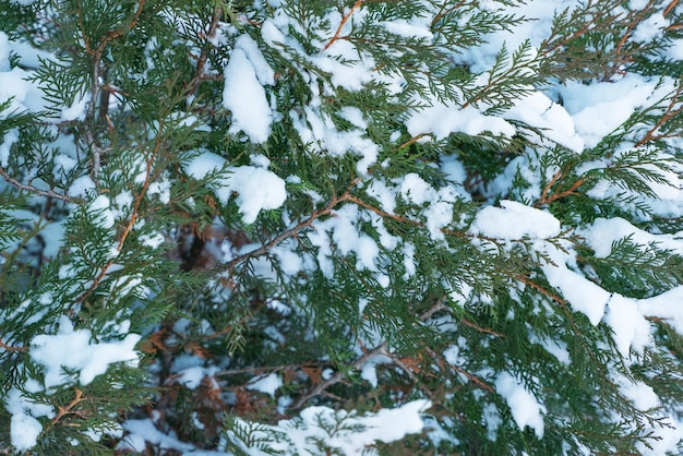 Libre de thuya dans la neige