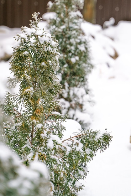 Libre de thuya dans la neige