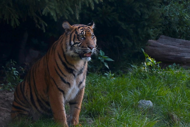 Libre d'un tigre assis sur l'herbe dans le parc