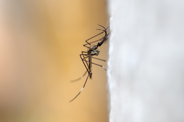 Photo libre un très gros moustique qui s'accroche à un arbre