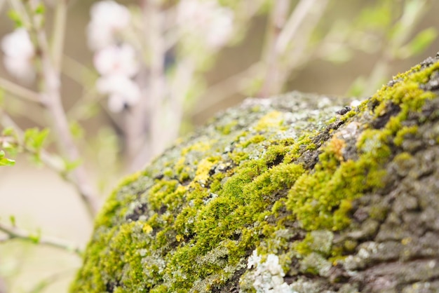 Libre de tronc d'arbre couvert de mousse dans un parc Madrid MD Espagne