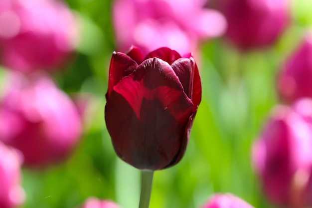 Libre d'une tulipe bordeaux dans le contre-lumière fleurir au printemps