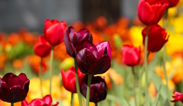 Libre d'une tulipe rouge bordeaux avec mise au point sélective sur un arrière-plan rouge-vert doux et flou