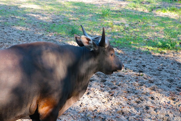 Libre d'une vache dans un parc animalier