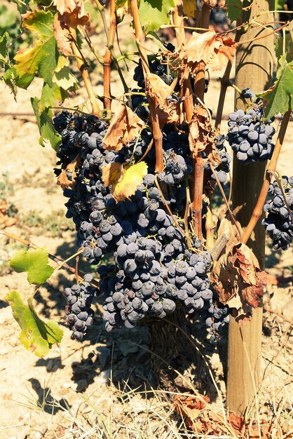 Libre de vigne rouge sur une journée ensoleillée d'automne dans le vignoble