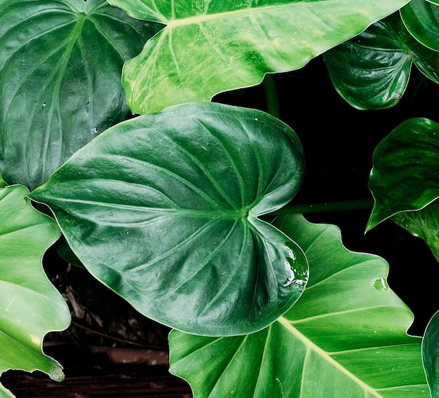 Libre vue sur la nature de la feuille verte fond d'écran Concept