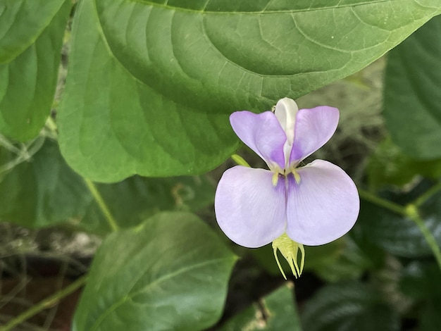 Libre Yardlong haricot fleur dans le jardin