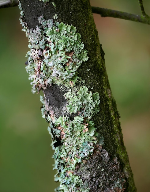 Lichen bleu commun lichen bleu sur une branche de chêne dans la forêt