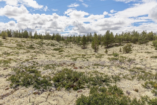 Lichen du renne dans des conditions naturelles. L'été