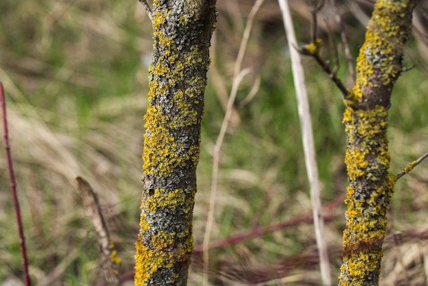 Lichen sur l'écorce des arbres Maladies des arbres