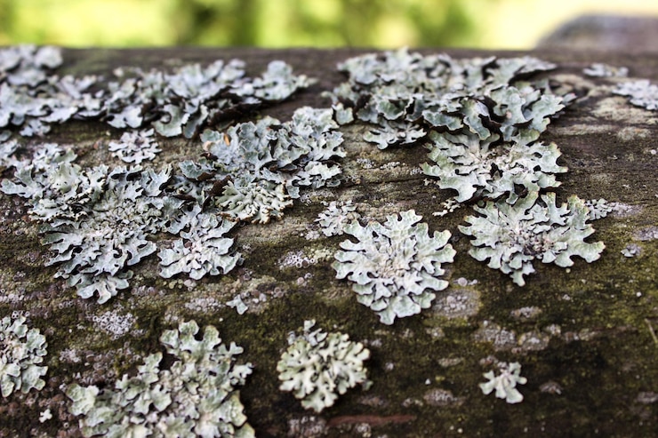 Photo lichen gris sur un arbre avec de petits buissons