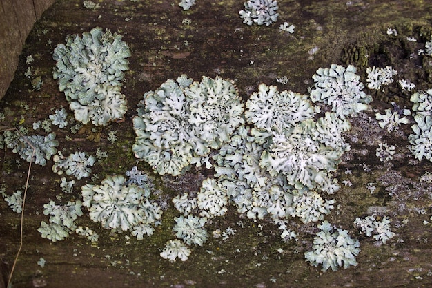 Lichen gris sur un arbre avec de petits buissons