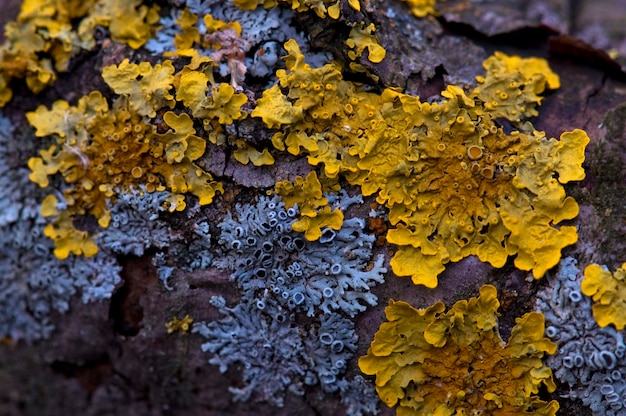 Lichen jaune et bleu sur un tronc d'arbre. fermer