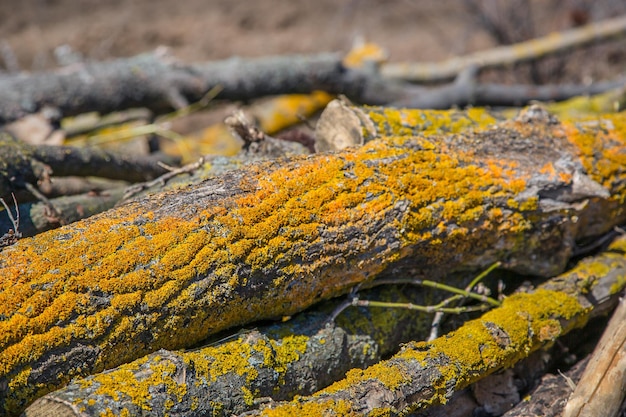 Lichen jaune sur les branches d'arbres arbre coupé frappé par la mousse parasite