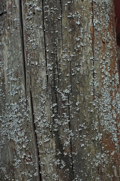 Lichen jaune sur l'écorce d'un arbre