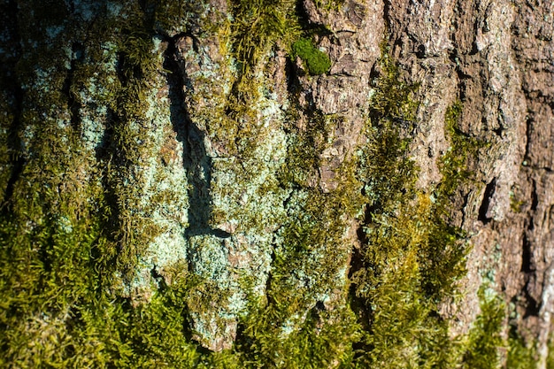 Lichen et mousse sur l'arbre