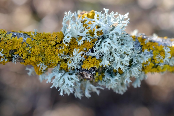 Photo lichen mousse sur une branche d'arbre