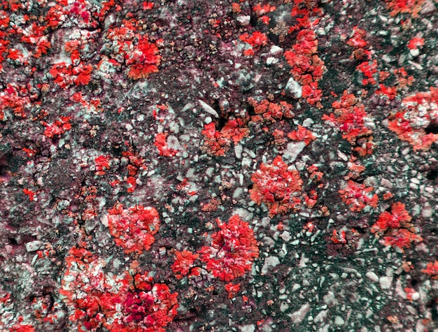 Lichen rouge sur la texture de pierre grise. Arrière-plan pour le textile, les couvertures d'ordinateurs portables, l'étui pour téléphone, les cartes,