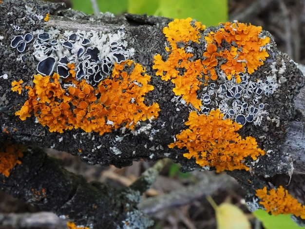 Lichen Xanthoria parietina sur un arbre