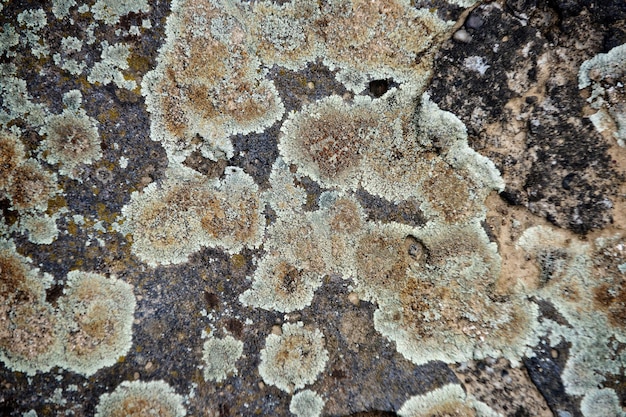 Lichens sur écorce d'arbre naturelle