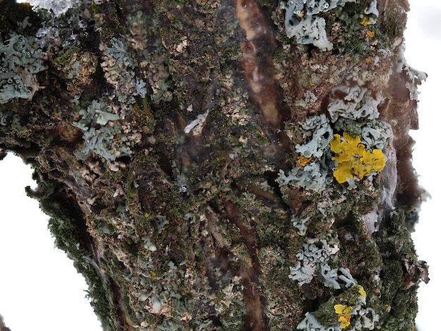 lichens sur l'écorce des arbres