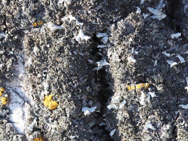 lichens sur l'écorce des arbres