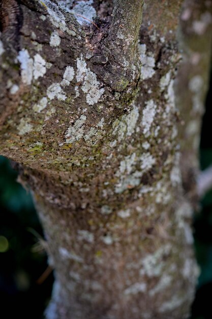 des lichens sur le tronc d'un arbre de jardin