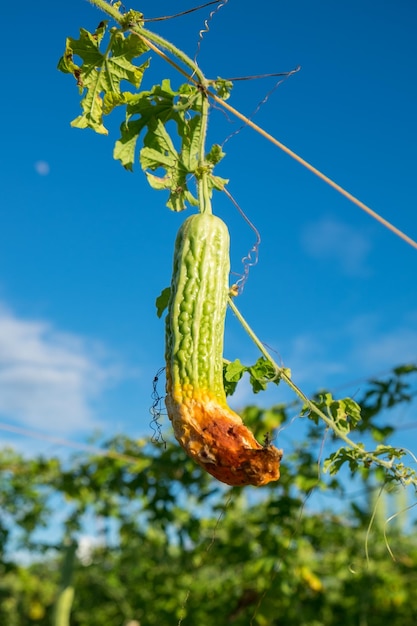 Lierre de courge amère à la ferme