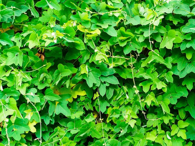 Lierre à grandes feuilles vertes