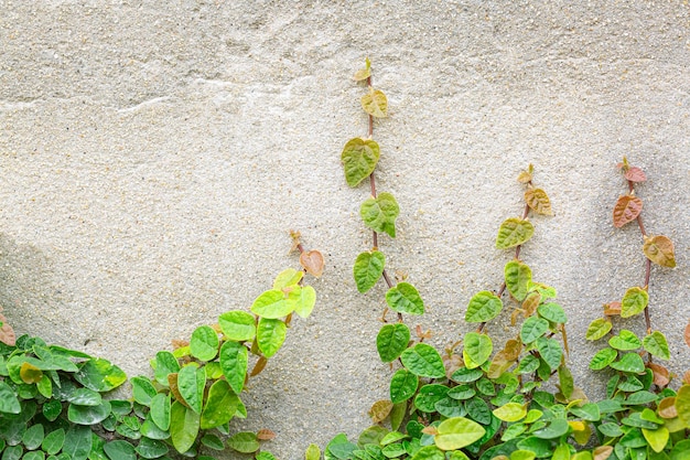 lierre, mur blanc avec lierre pour fond naturel. Copier l'espace pour le texte.